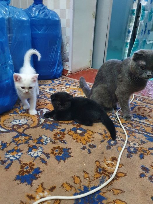 Котята скотиш фолд