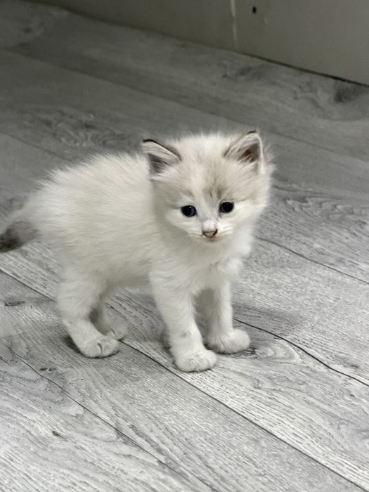 Отдам котят , очень милые
