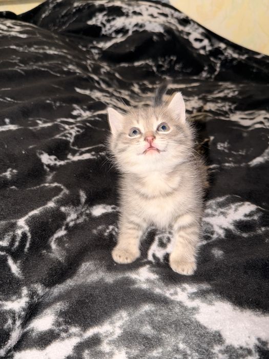 Отдам котенка в добрые руки