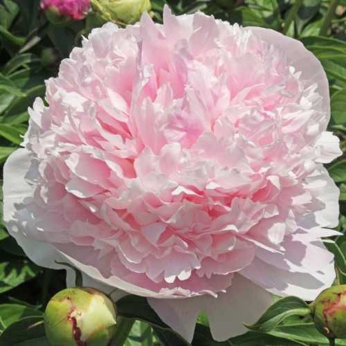 Rizomi (Bulbi) de Bujori giganti Eden's Perfume pt plantat f parfumați, fluorescenta bogata  nuante Roz, Alb, Rosu, Portocaliu  Galben, Mov Roz cu alb