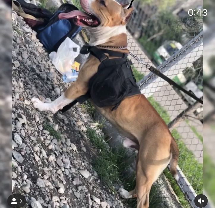 Кобель для вязки