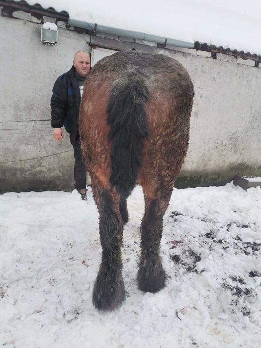 Armăsar în vârstă de 3 ani de vânzare