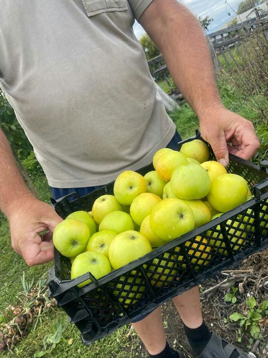 Яблони. Продам яблони.