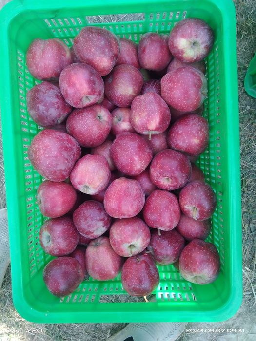 Baxmal besh yulduz olmalari