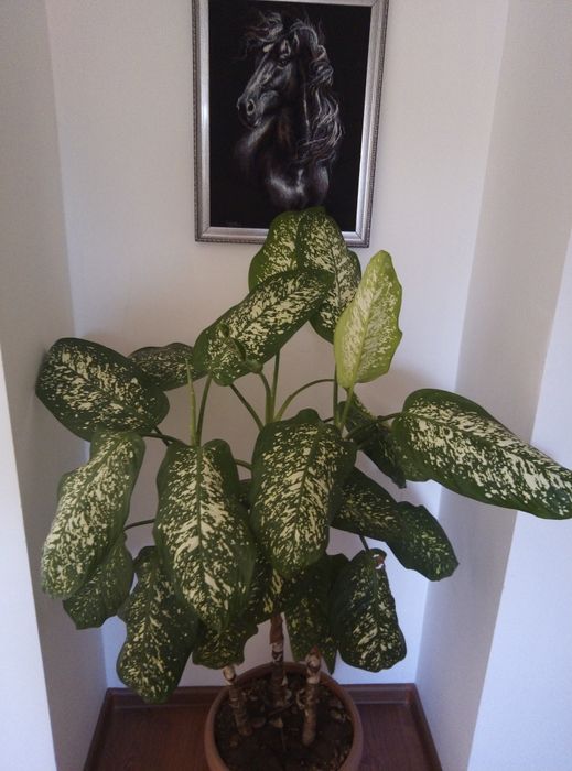 Комнатные цветы в горшках