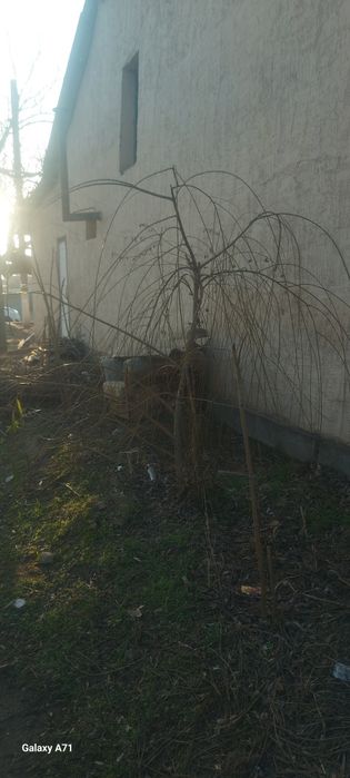 Мажнунтол кучати