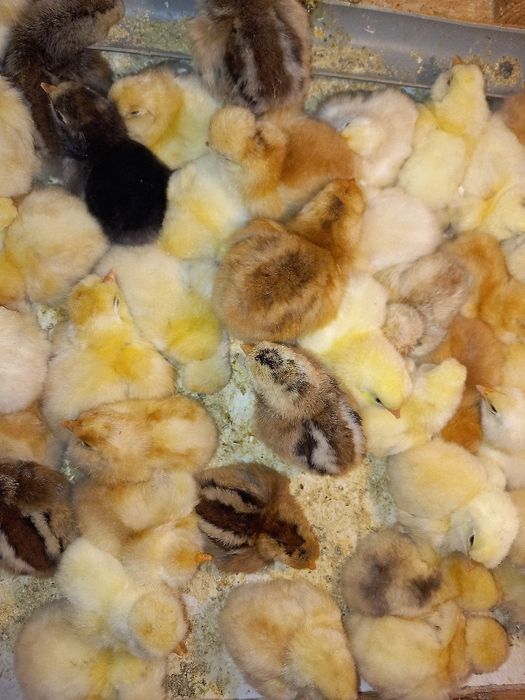 Pui de găină moțați, marans și  bibilici colorate