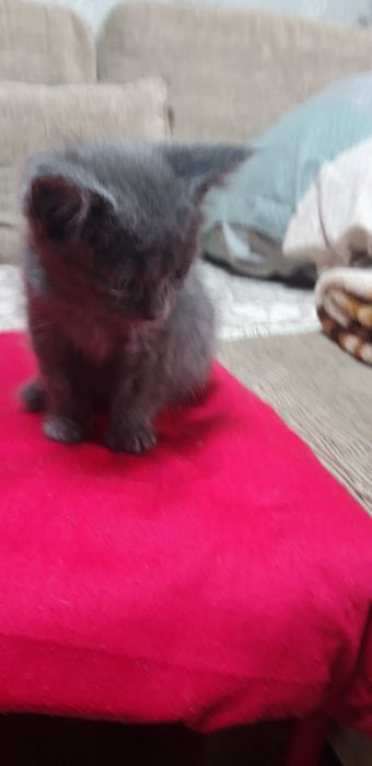 Отдам котят в добрые руки, добрых малышей