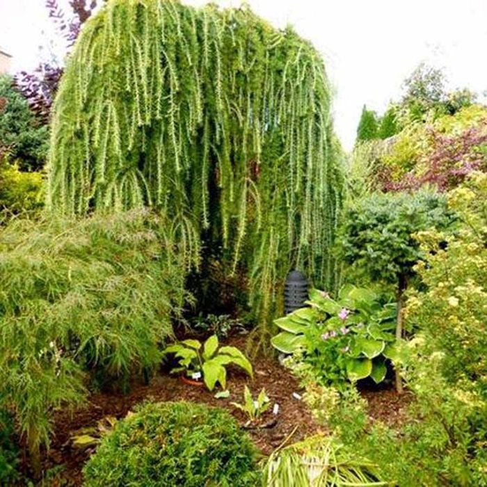 Larix Plângător.