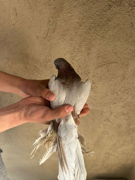 Голуб 6.000 голуби кептер