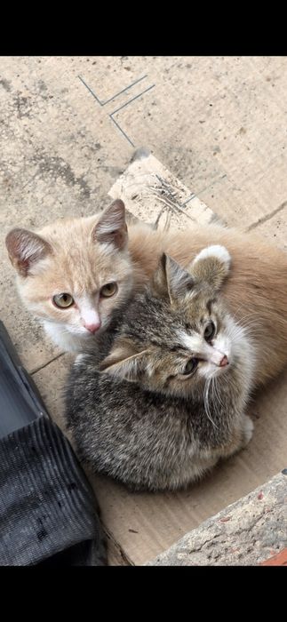 котята 1 месяц
=