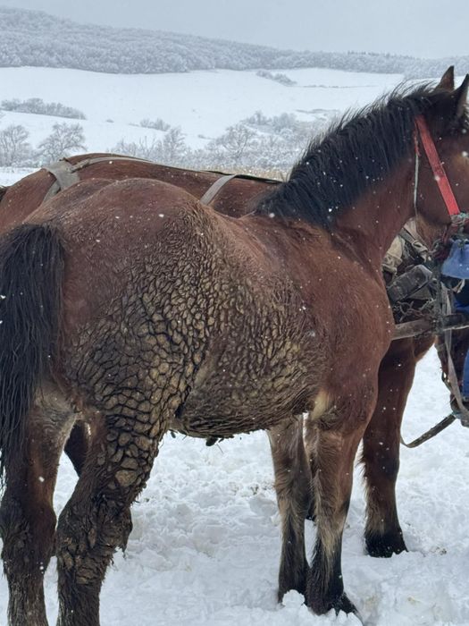 Cal de 8 luni, mai multe detalii la telefon