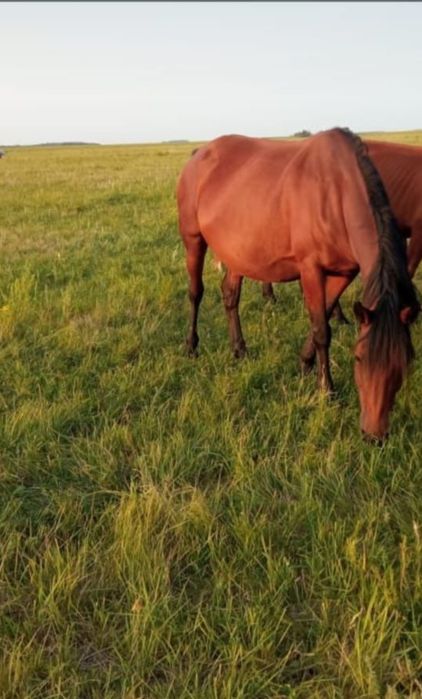 Продам жеребую кобылу с тайчиком