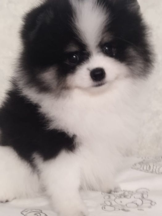 Померанский шпиц девочка