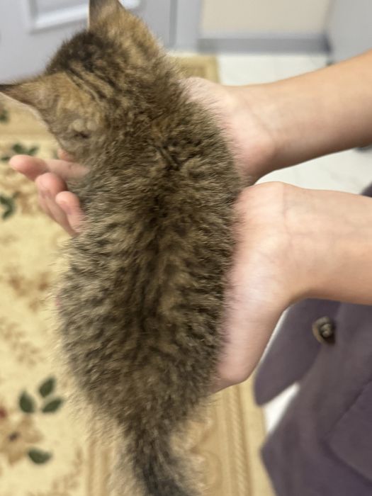 Кошка глазы голубые красивый мальчик