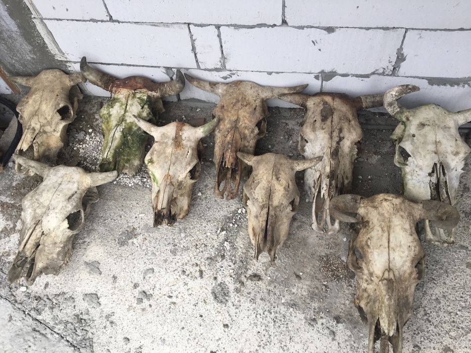 Trofeu/trofee/craniu de bovine