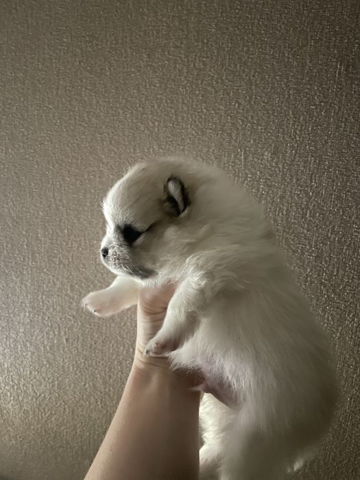 Малыши шпица в резерв