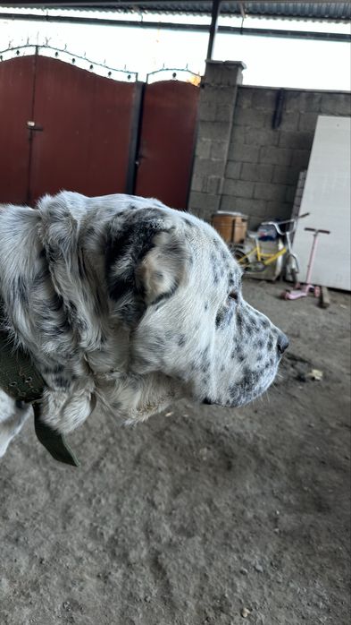 Алабай для вязки