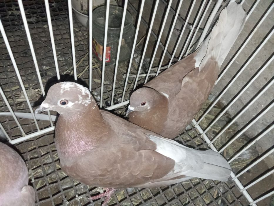 Кептер сатыладыы