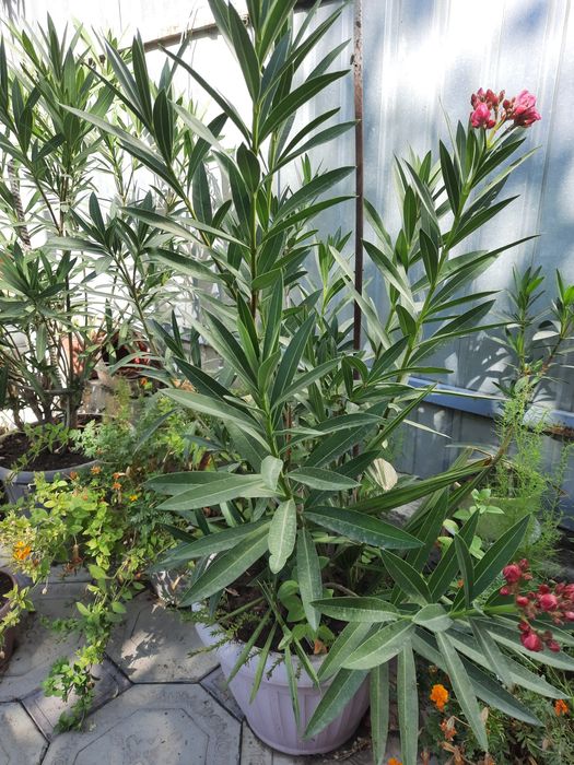 Цветы комнатные , живые