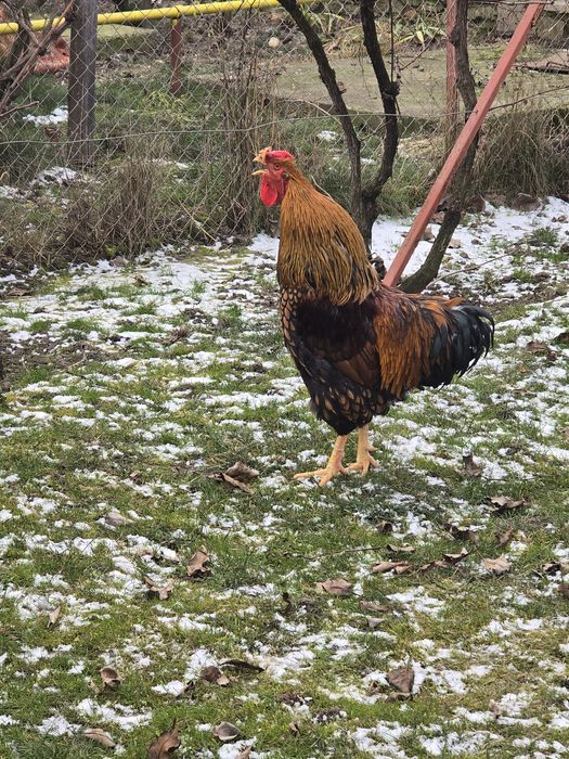 Cocoș wyandotte gsg