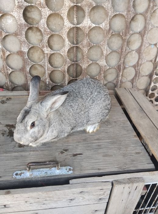 Кролик домашний..