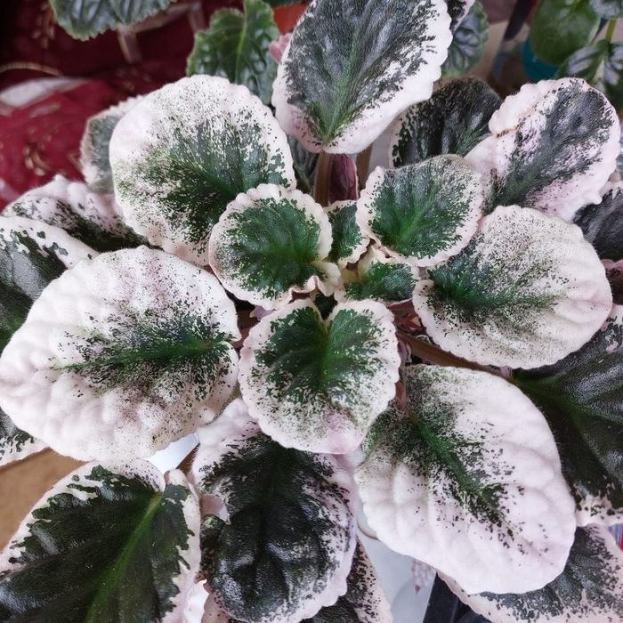 Сенполия сортовая лист 500тг