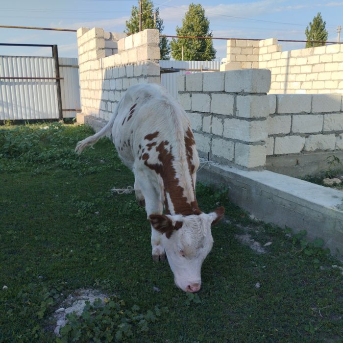 Бұзау сатылады 7 айлық.