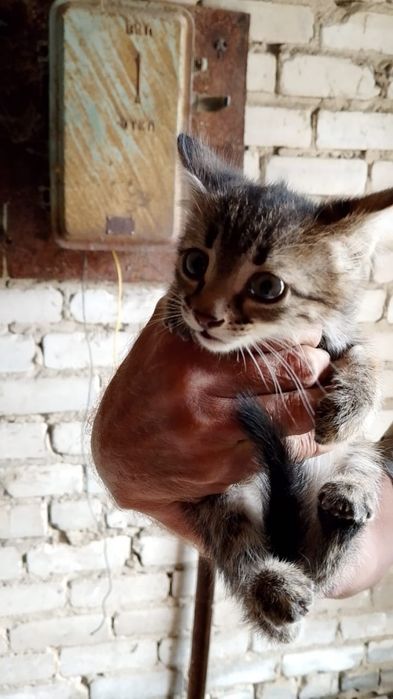 Котята ищут любящих хозяев