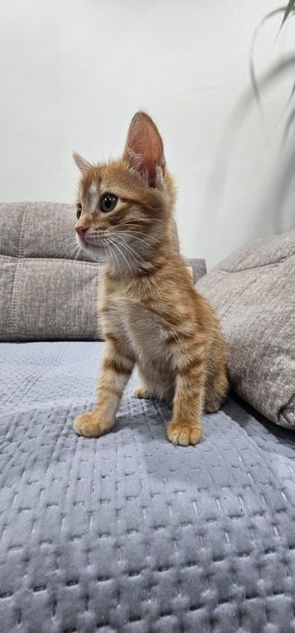 Добрые руки котёнка
