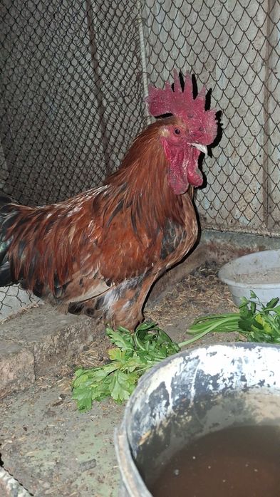 Damashni Xõroz Sotiladi