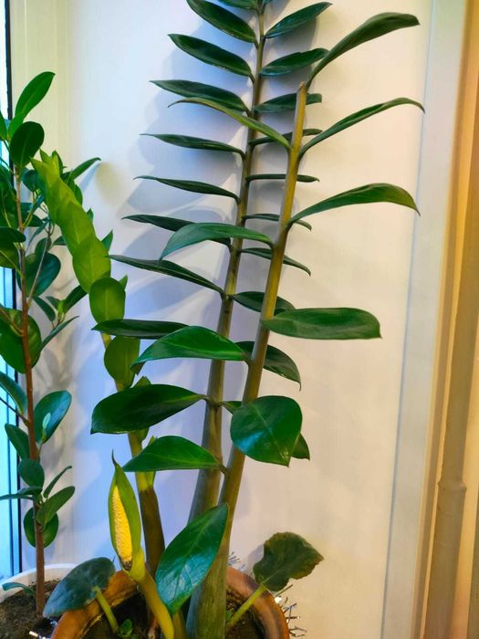 Цветок Замиокулькас