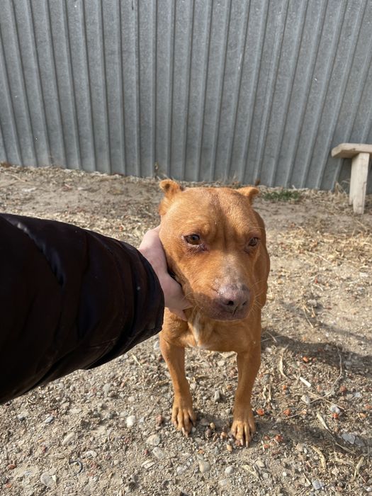 Питбуль чистокровная девочка