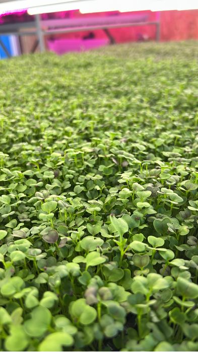 Microplante En Gross