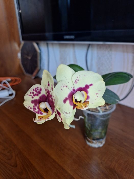 Продаются  азиатские Орхидеи