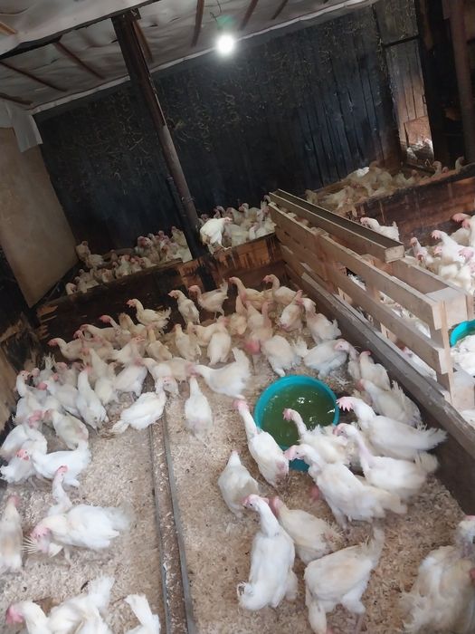 Куры несушки молодые