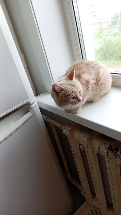 Кот и кошка британка