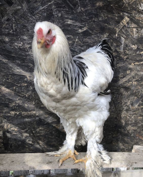 Oua incubator gaini rase mari originale