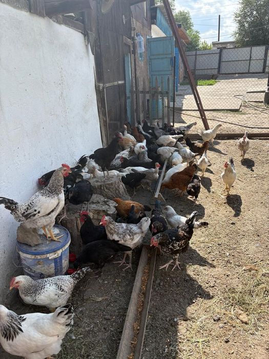 Продам молодые куры и петуха