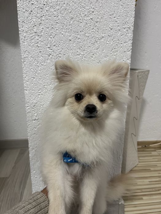 Продавасе куче померан