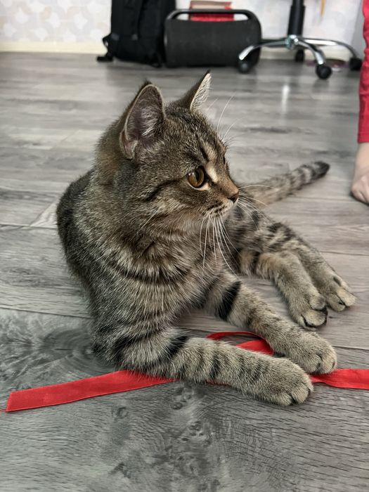 Котенок в добрые руки