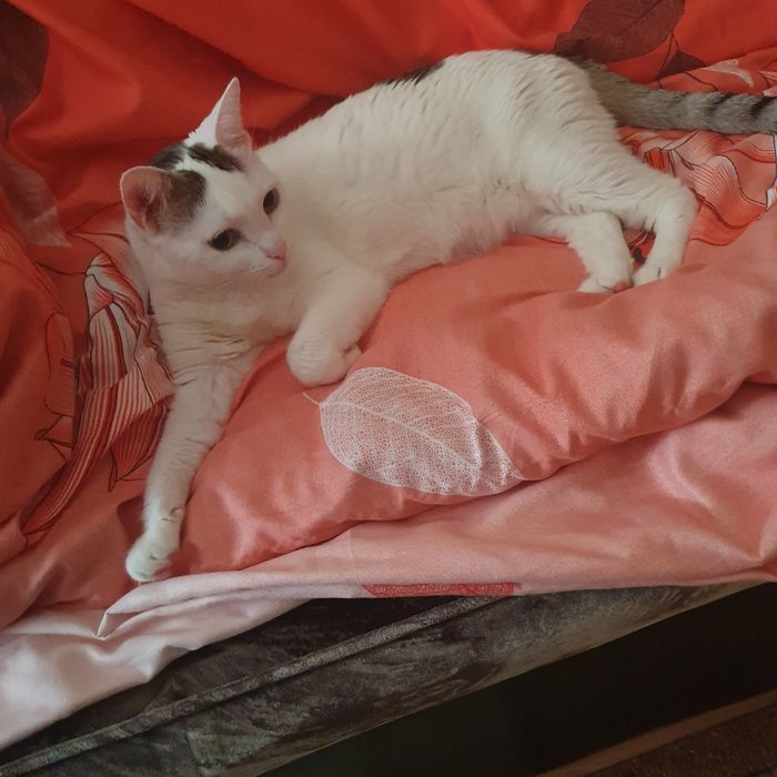 Pisică spre adopție – 4 ani, sterilizată