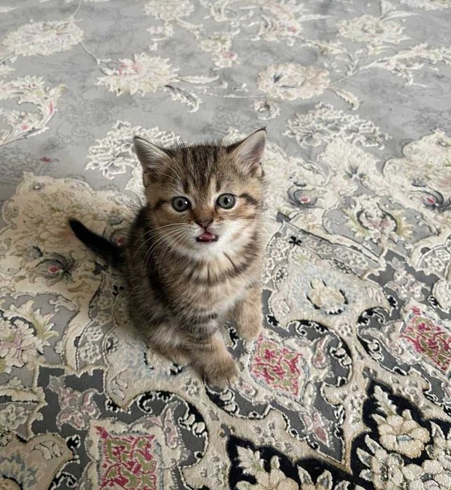 Шотландский прямоухий котёнок девочка табби смешанный окрас 1.5 месяца