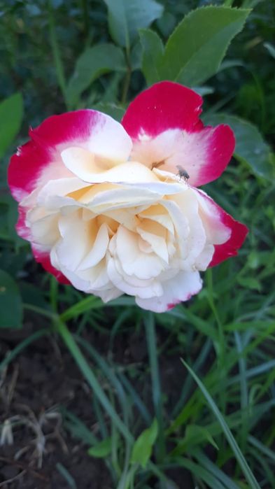 Саженцы роз 1000