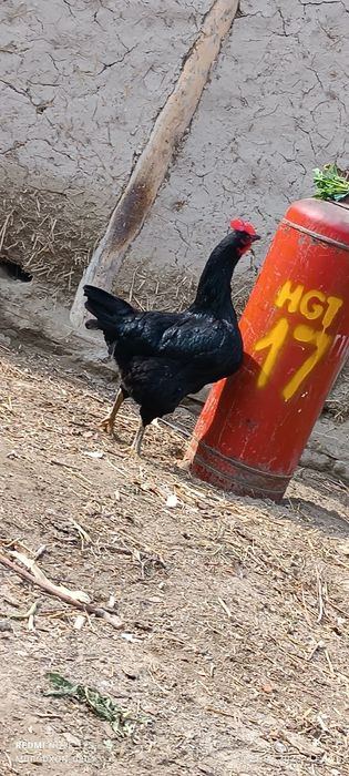 Чёрный принёс 10шт в месте.