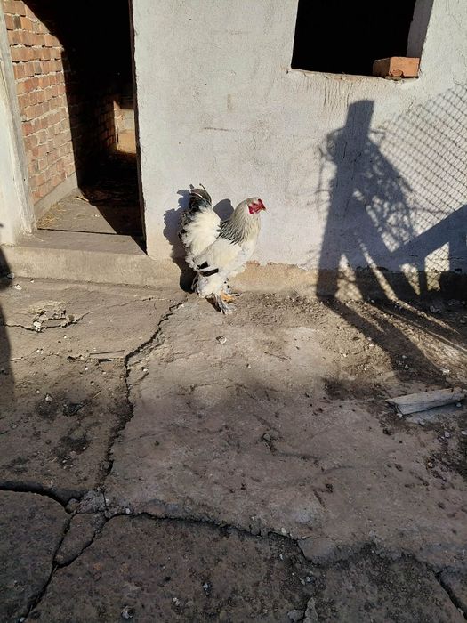 Петел немска брама