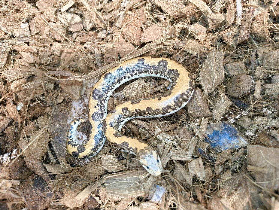 Кенийска Пясъчна Боа / Eryx colubrinus