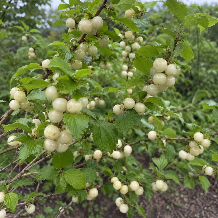Китайска бяла Вишна (Бяла Нинджа)
