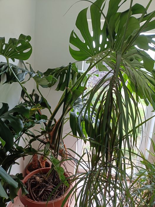 Vand plante verzi