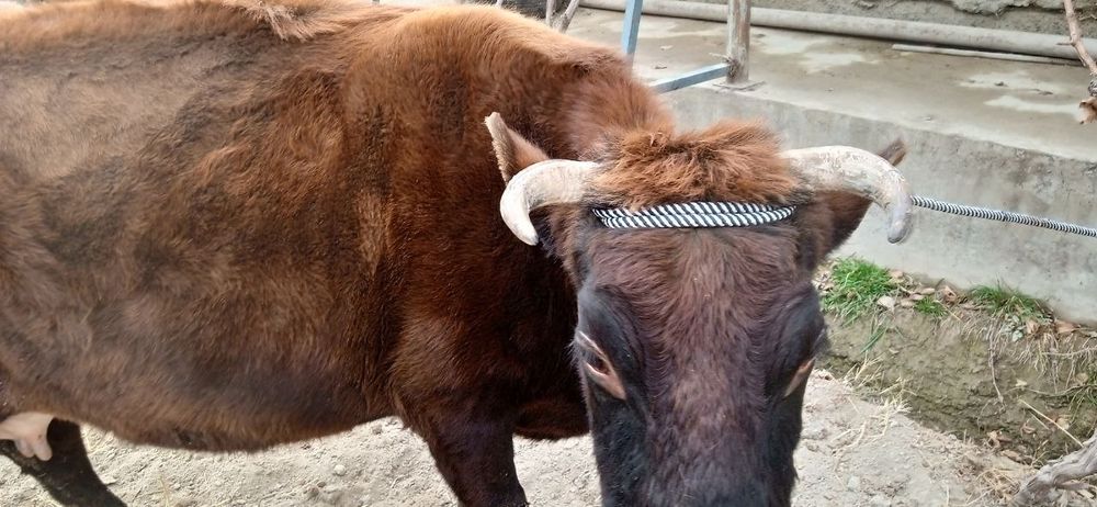 Жондор калсо олдига